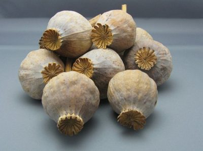 dried poppy pods ( unwashed)
