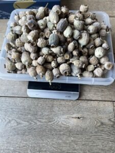 Papaver somniferum pods
