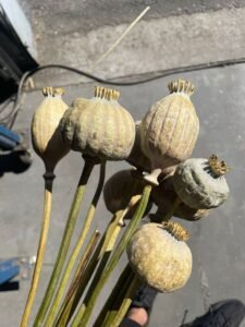 Poppy Flower Pods