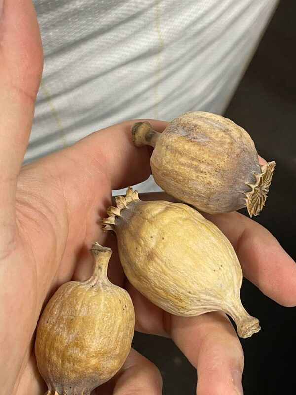 Poppy Pods Dried