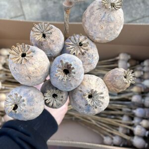 Dried Decorative Bulbs