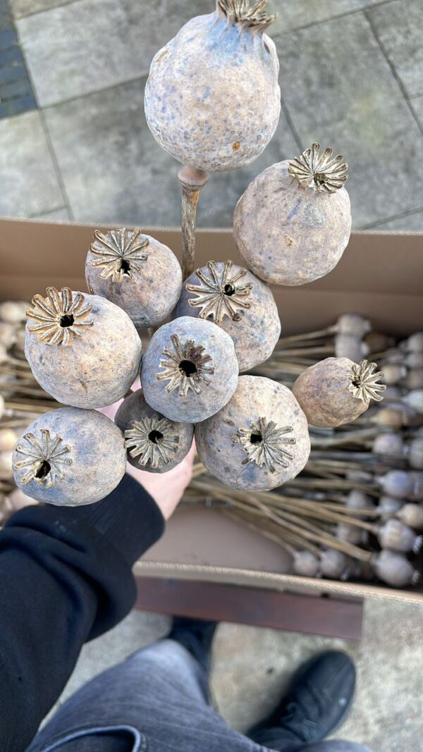 Dried Decorative Bulbs