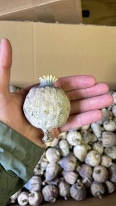 buy poppy pods
