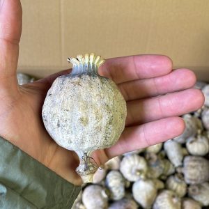 Dried poppy pods(unwashed)