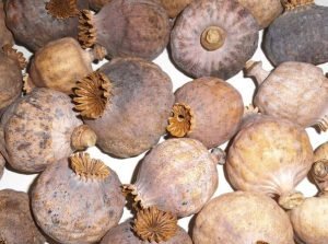 dry poppy pods for sale