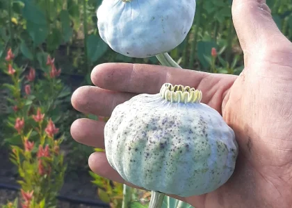 poppy pods