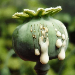 Buy Poppy Pods